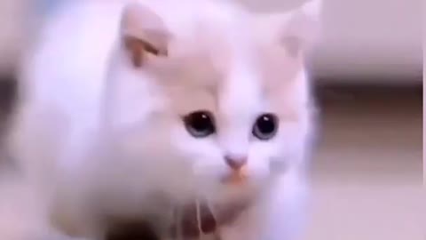 Cute cat////funny animal vedio