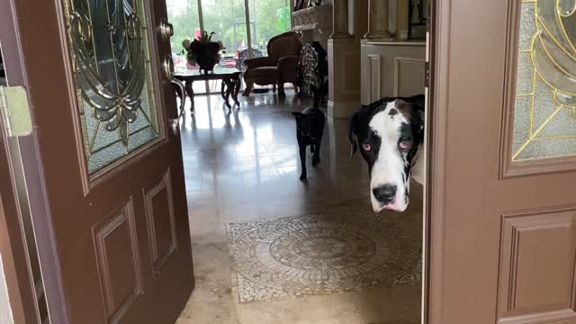 Great Danes And Friends Have Fun Playing In The Rain