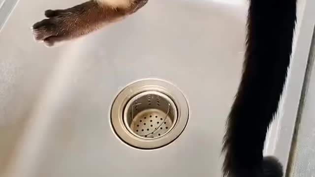 are cats liquid?