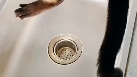 are cats liquid?