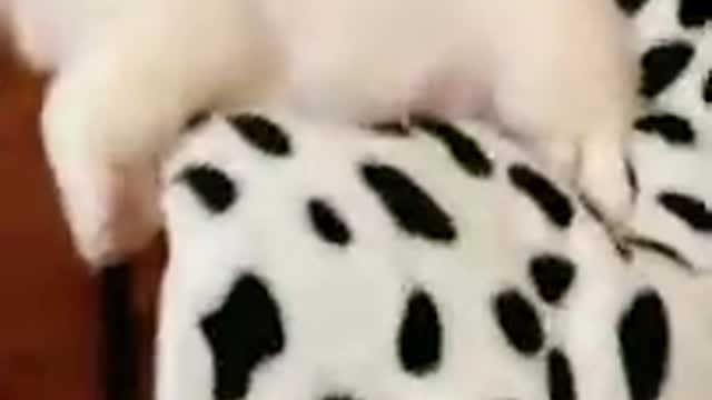 Cute & Funny Puppy : Kitty So Cute Puppy While Sleeping 🖒
