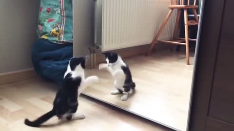 funny cat and mirror video funny