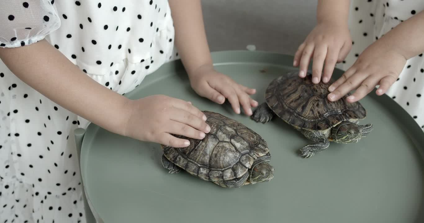 Two girls touch two turtles