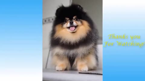 funny animal phần 38