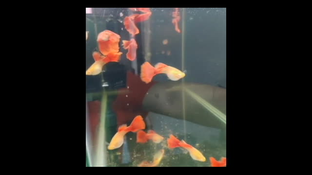 Guppy Red Full