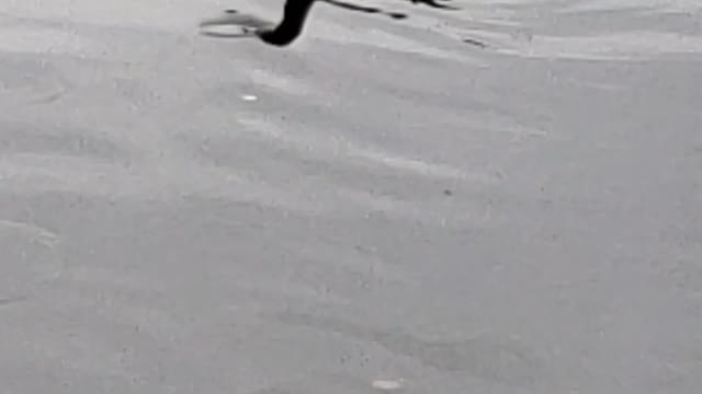 Sarasota 4