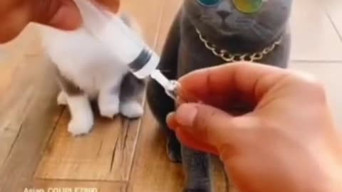 Funny Cat Video