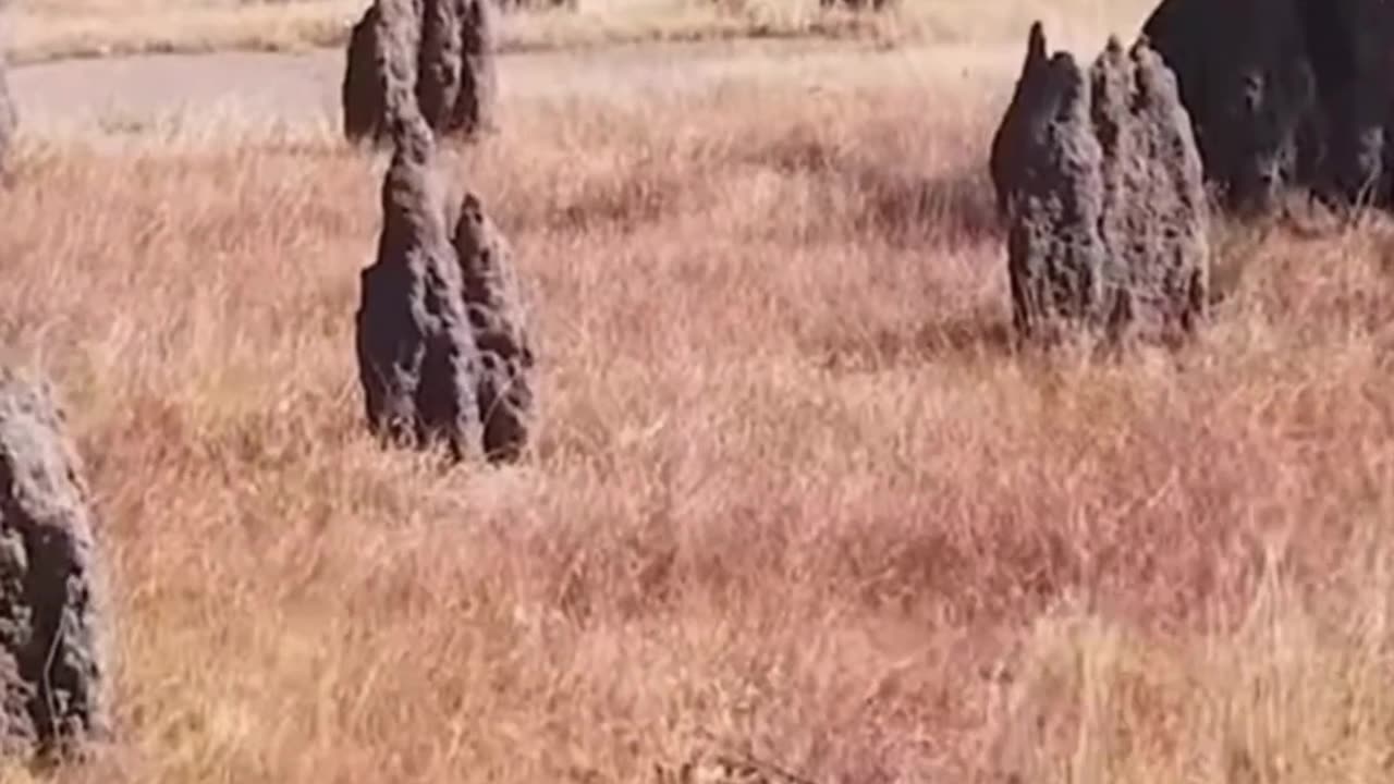 Amazing Mound Termites