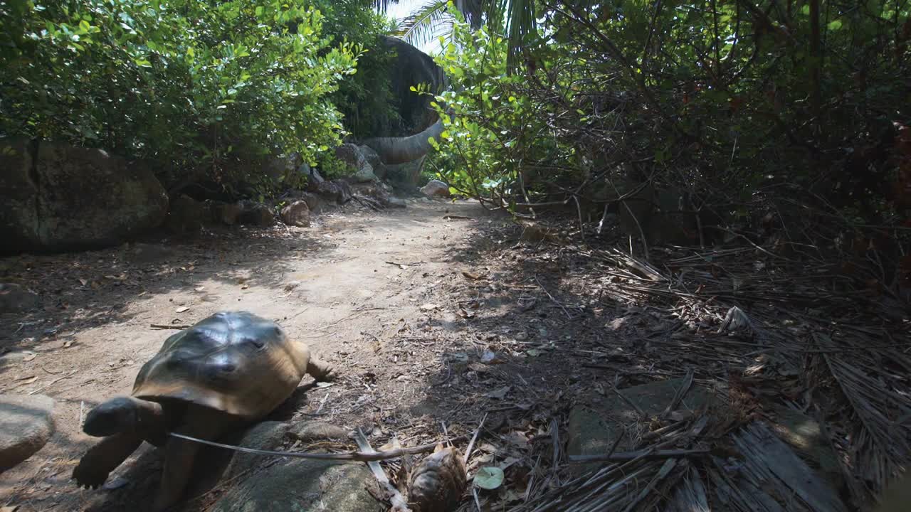 Aldabra giant tortoise in nature. wide