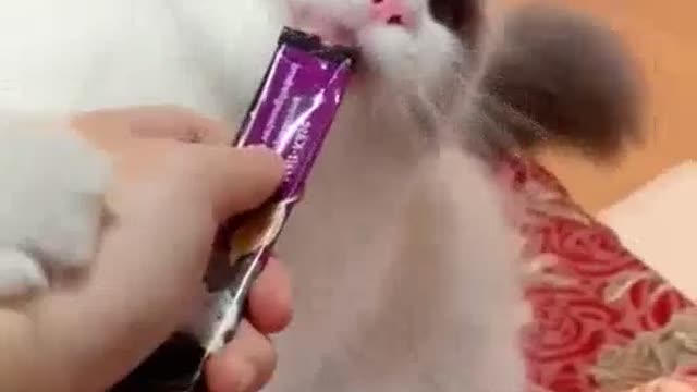 [puppet cat] Miaosheng was so excited that he stood on his feet when he took the nutrition cream for