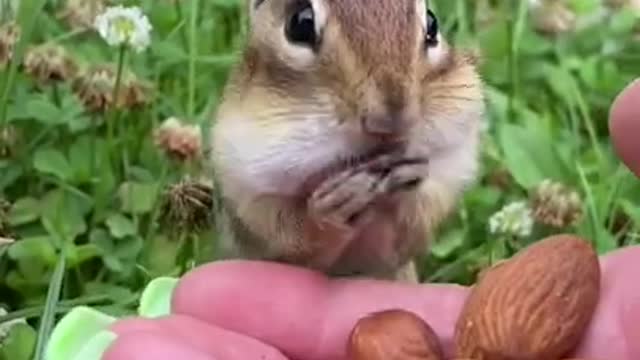 Awesome Funny Pet - Just Nice!