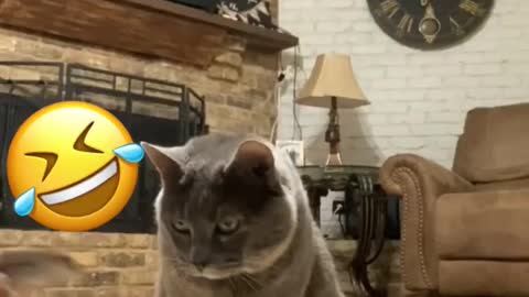 THE BEST OF CATS ON TIK TOK 2021 😹😹😹