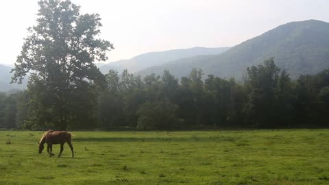 A brown horse grazes in a large green field in a scenic valley surrounded