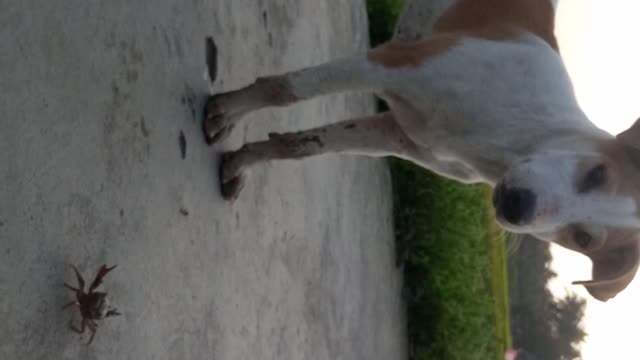 Dog Very Funny