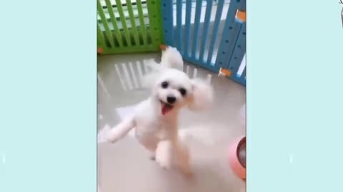 Dancing Does Wrong With My Puppy