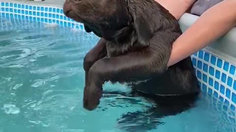 Dog Pretends to Swim