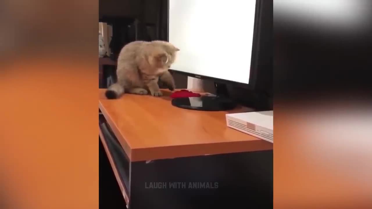 ideos De Risa De Animales 2023 - Perros y Gatos Chistosos