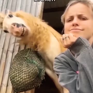 Funniest pets😁😁