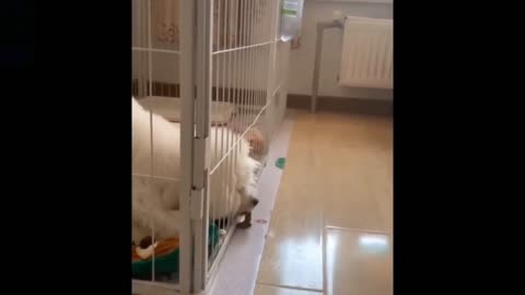 Cute cat || funny cats || funny animal