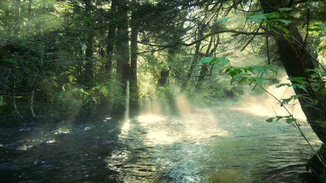 Sungai jernih di tengah hutan