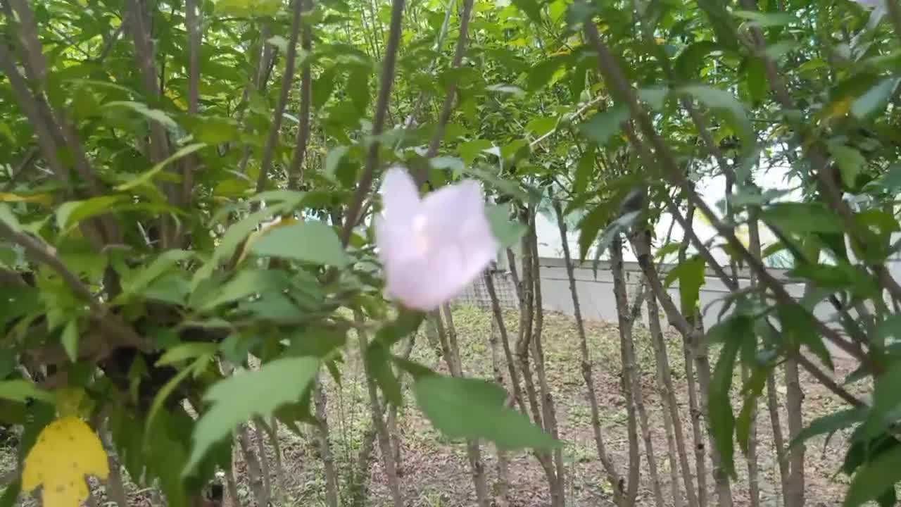 Transparent pink flowers, super pretty