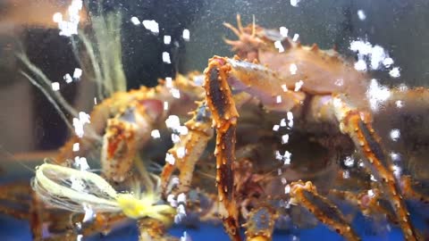 Alive Alaskan King Crab in restaurant market tank