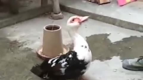 Mother duck wants her duckling back beautiful best short video.