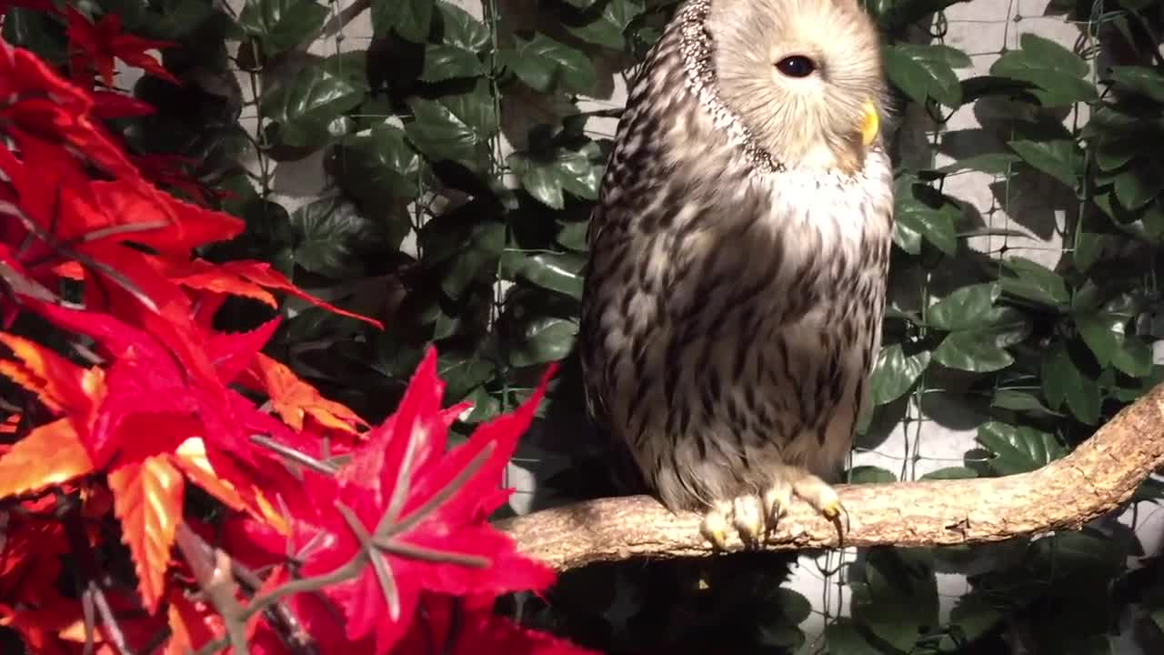 Yawning Owl