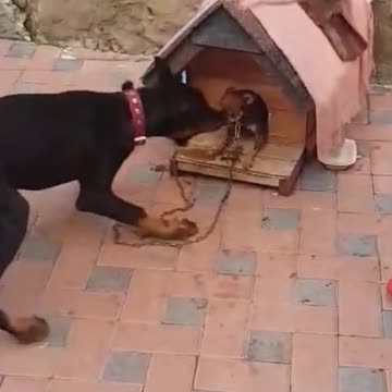 😂 LITTLE PUPPY STRONGLY DEFENDS HIS HOUSE!!! #Shorts 😂