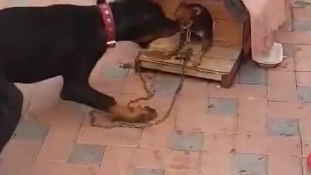 😂 LITTLE PUPPY STRONGLY DEFENDS HIS HOUSE!!! #Shorts 😂
