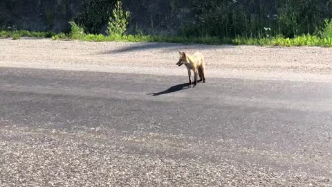 Fox standing on road in Northern BC