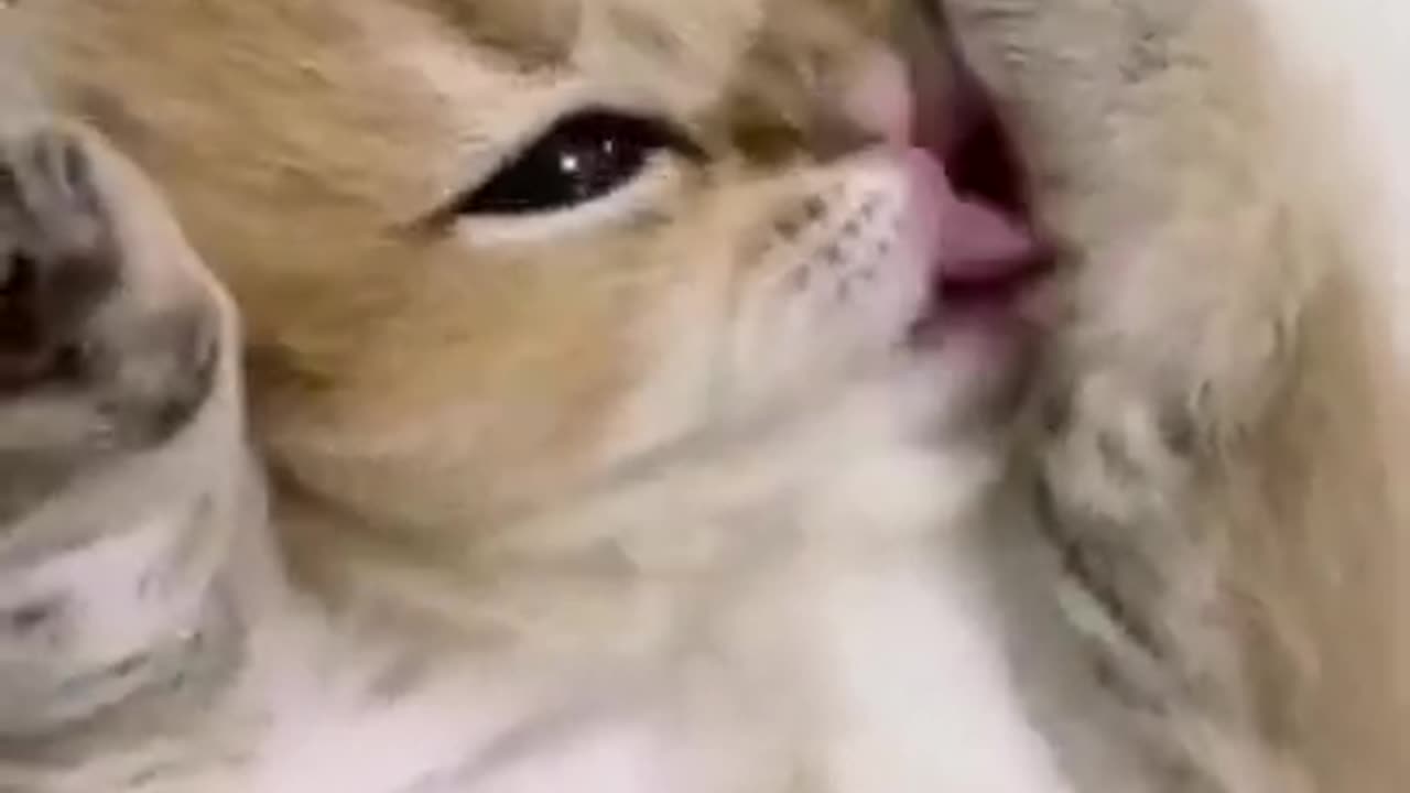 Cute Cat