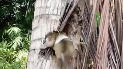 Battle: Monkey Vs Python