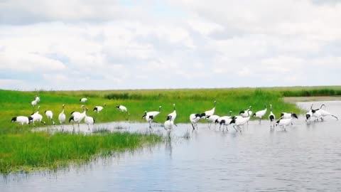 Beautiful birds having a party