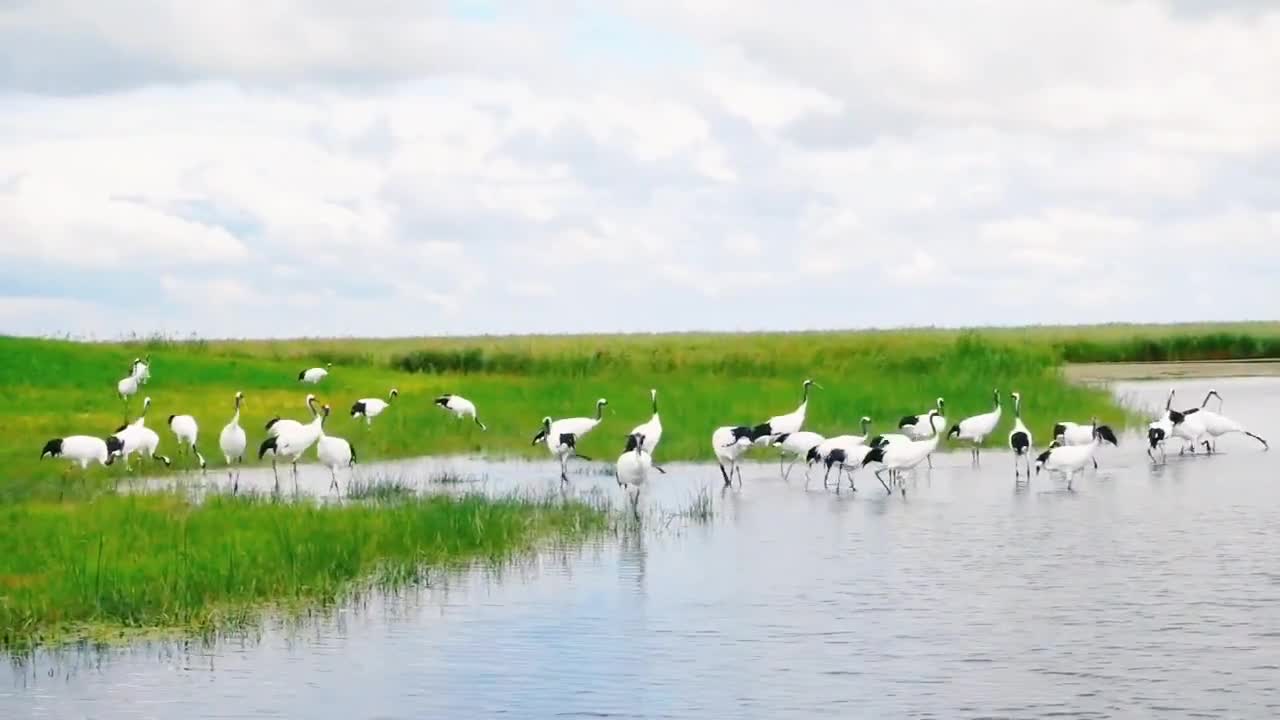 Beautiful birds having a party