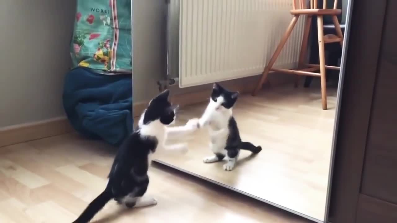 Fanny cat and mirror video