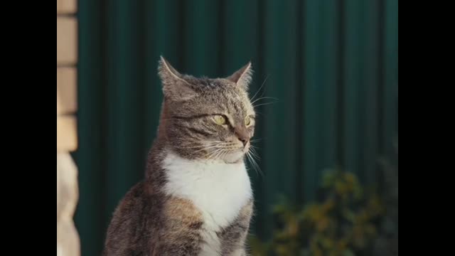 The most funny cat funny video😘😘😘😘😘😺😺😺😽😚😚😚😍😍😍
