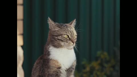 The most funny cat funny video😘😘😘😘😘😺😺😺😽😚😚😚😍😍😍