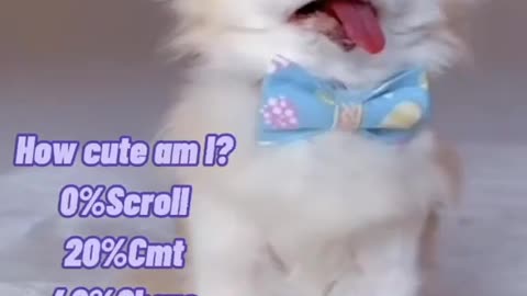 OMG_So_Cute_♡_Best_Funny_Cats_and_Dogs_Compilation