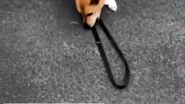 Other Dogs Vs Funny Dog