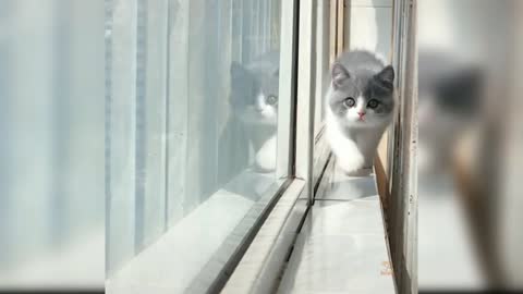 Baby cats-Cute funny video