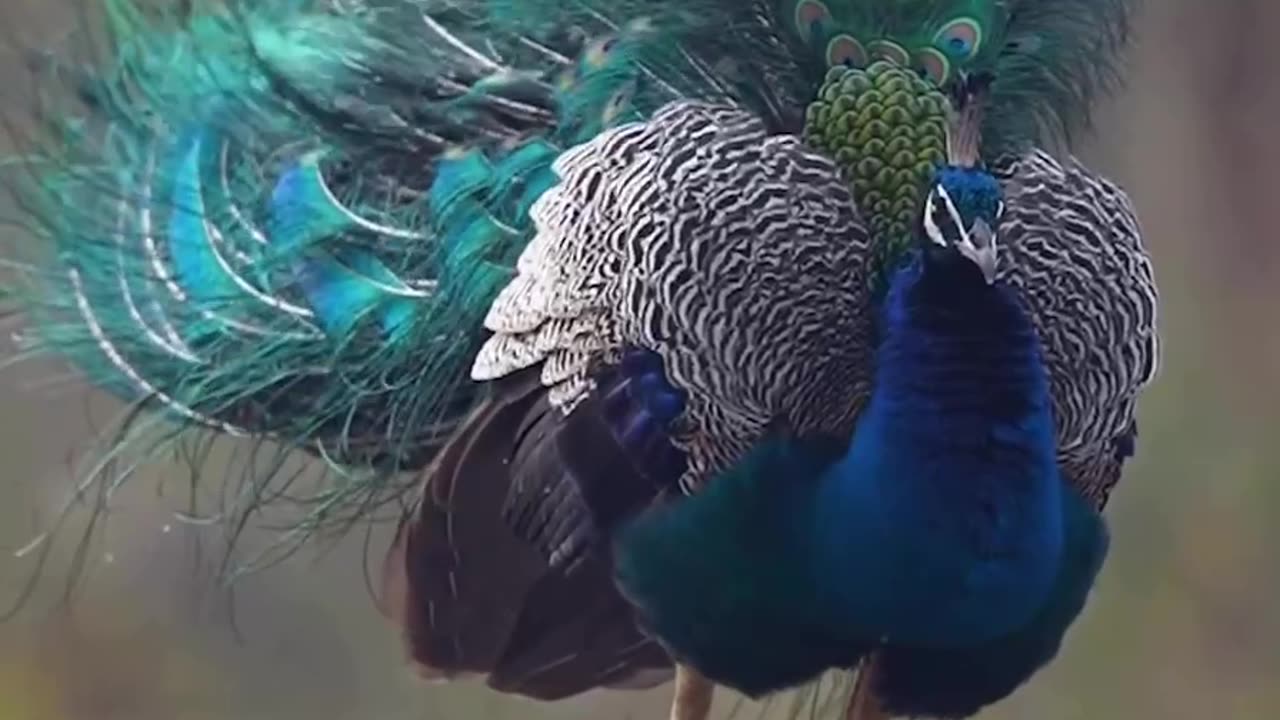 Beautiful🦚