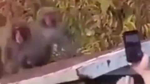 Monkey funny video 🐒🐵 #tending #shorts #rumble #funny