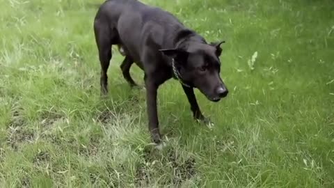 DOG FOOTAGE HD