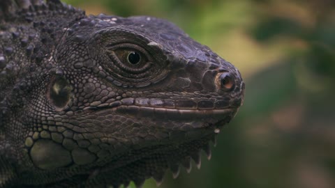 Wow! Mini Godzilla Black Close Up Shot