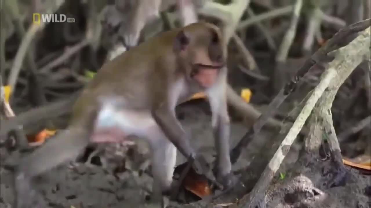 !Nature Documentary Wild life Thailand – A Forgotten and Rarely Seen !
