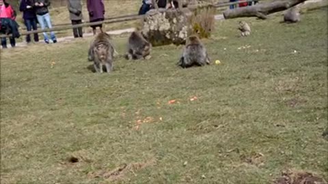 Insane monkey fight
