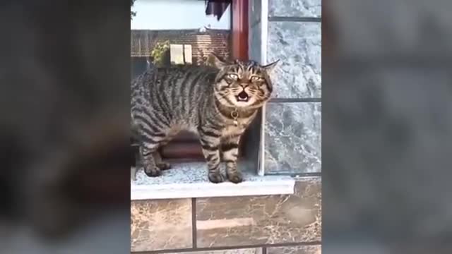 Cats caught Talking