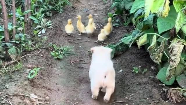 Cute little dog chasing ducks