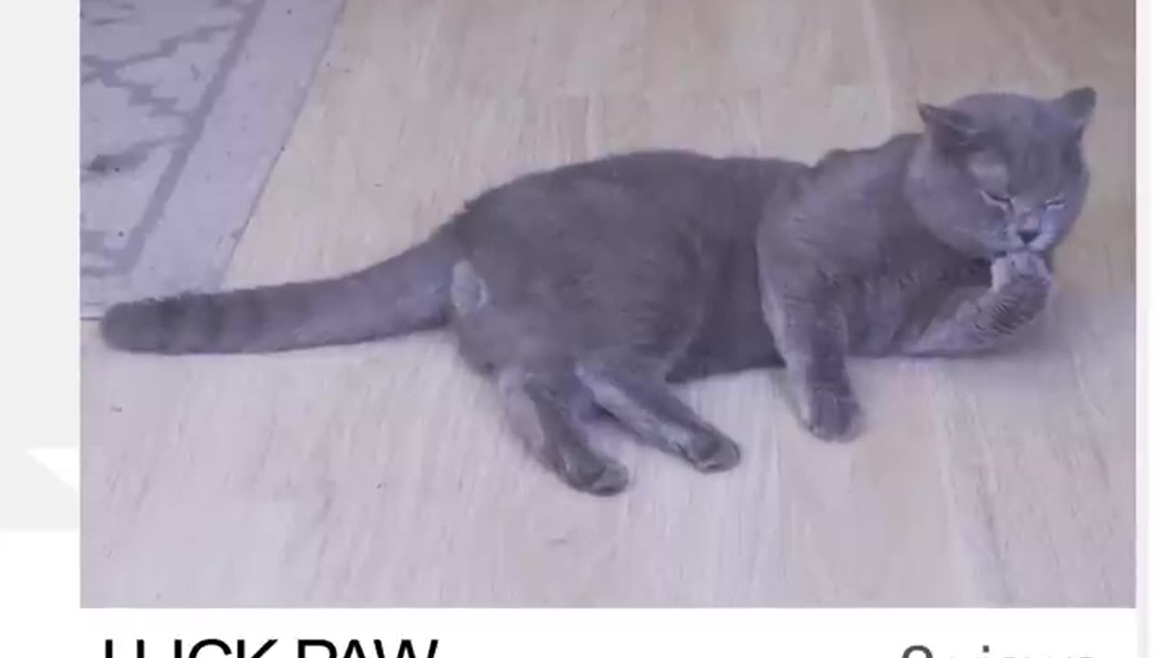 The Ultimate Viral Cat Video